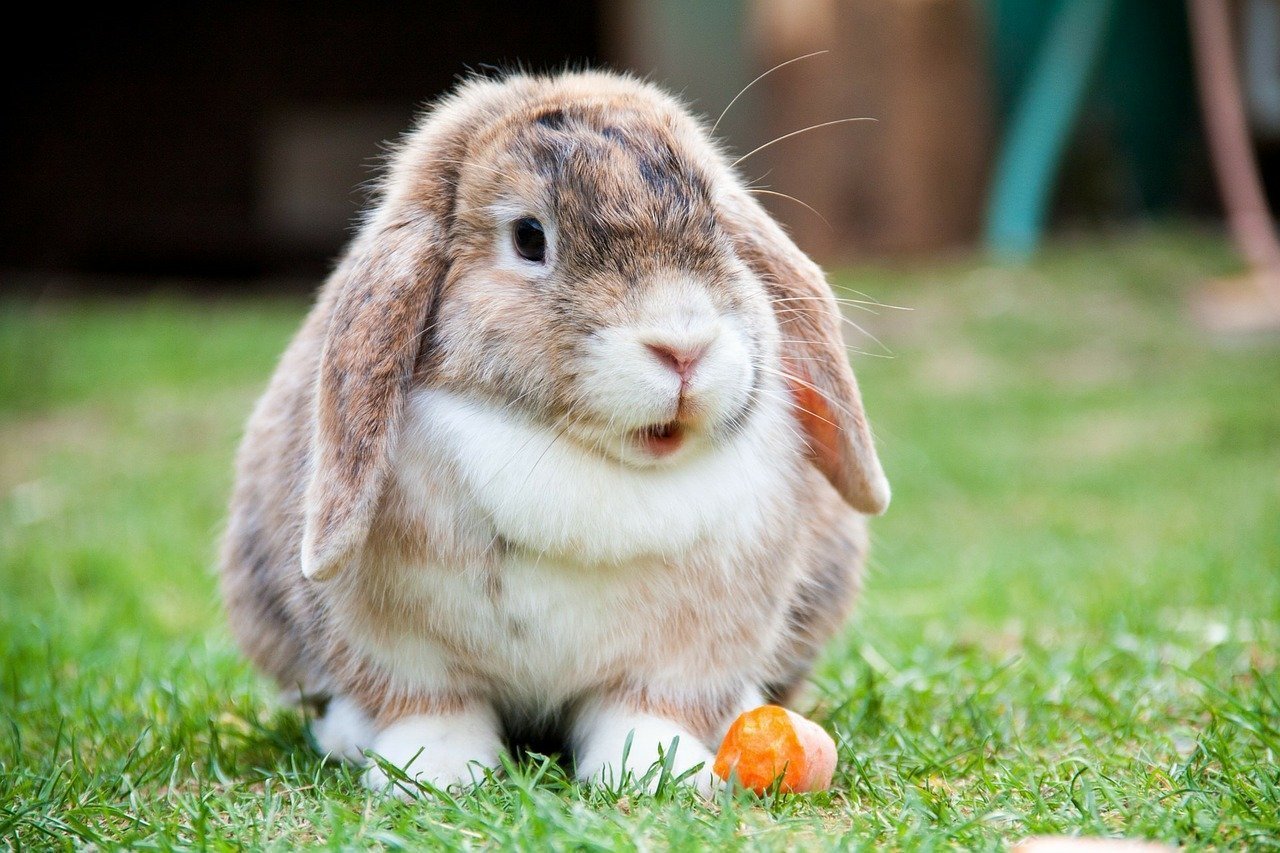 Do rabbits get ear mites? - Vet Help Direct