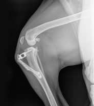 Ruptured cruciate ligaments in dogs - which is the best surgery?