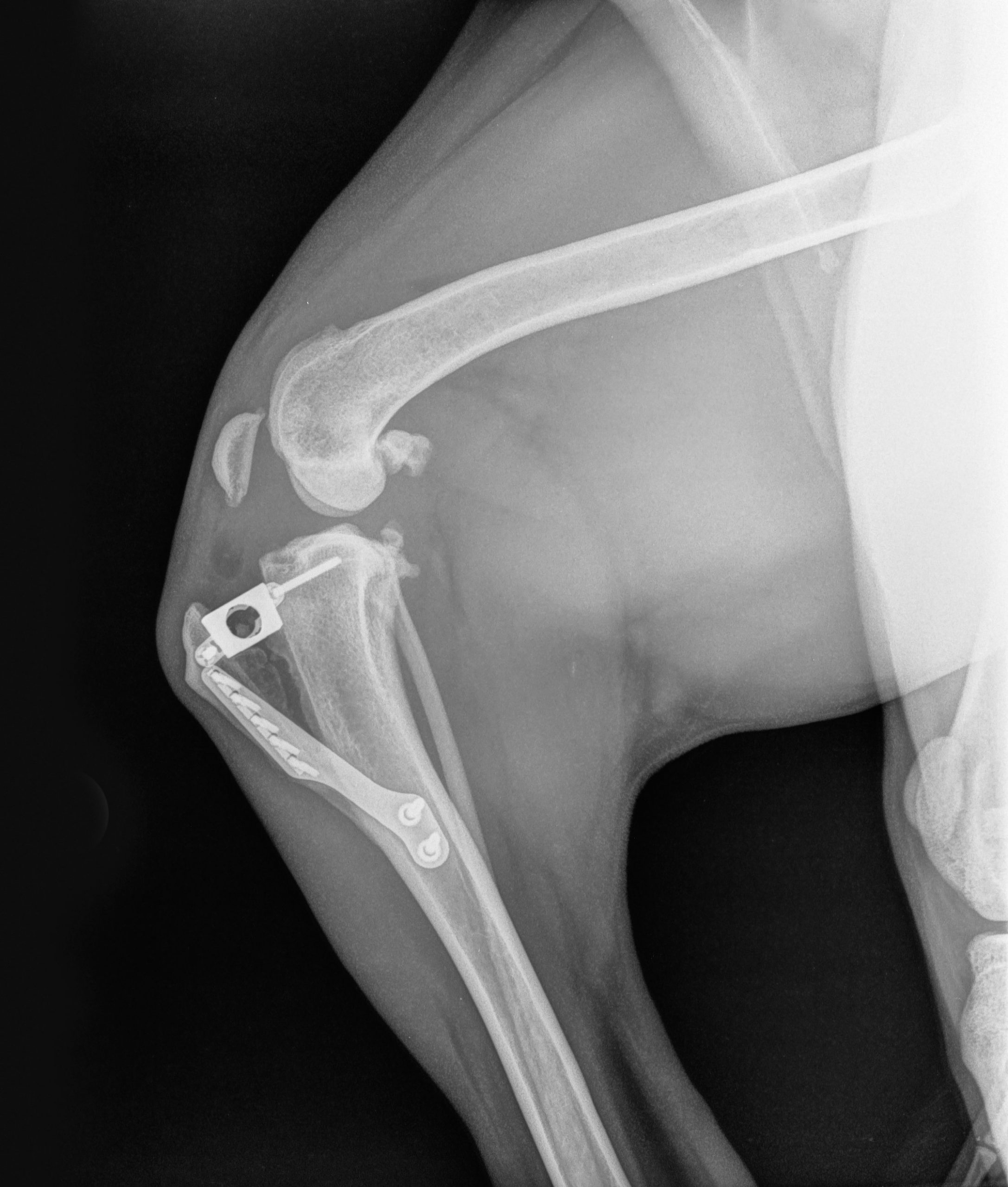 Ruptured cruciate ligaments in dogs which is the best surgery? Vet