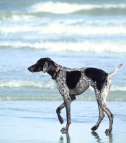 Is Seawater Good for my Dog's Wound?