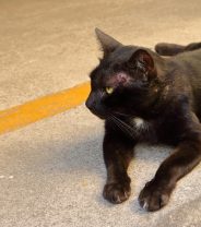 Help, my cat’s been hit by a car - what happens next?