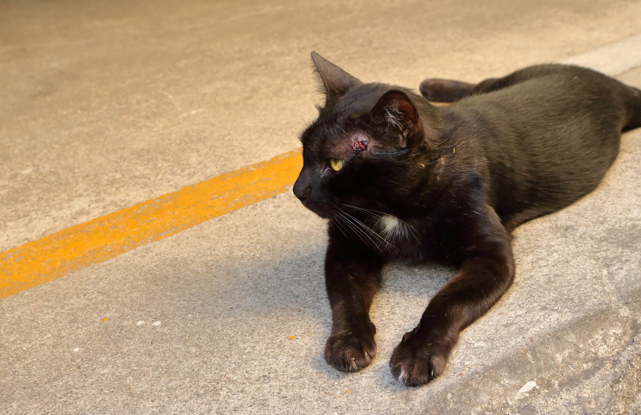 Help My Cat s Been Hit By A Car What Happens Next Vet Help Direct
