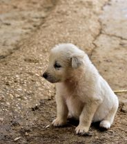 Ban Puppy Imports Campaign and Petition