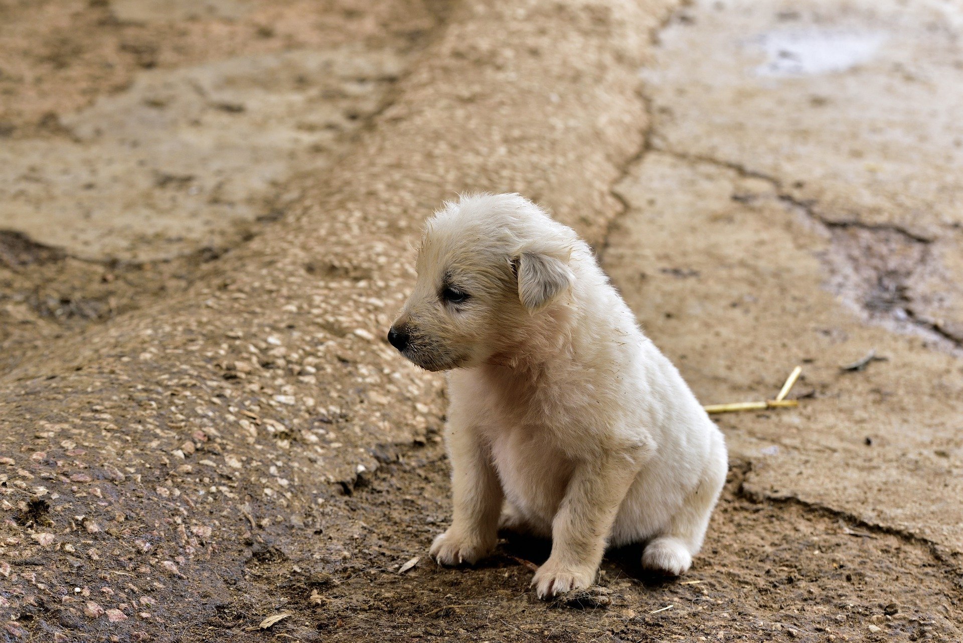 Белый жалко. Грустный щенок. Про маленького щенка. Бездомный щенок. Маленький грустный щенок.