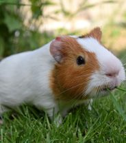 How do I know when a guinea pig is unwell?