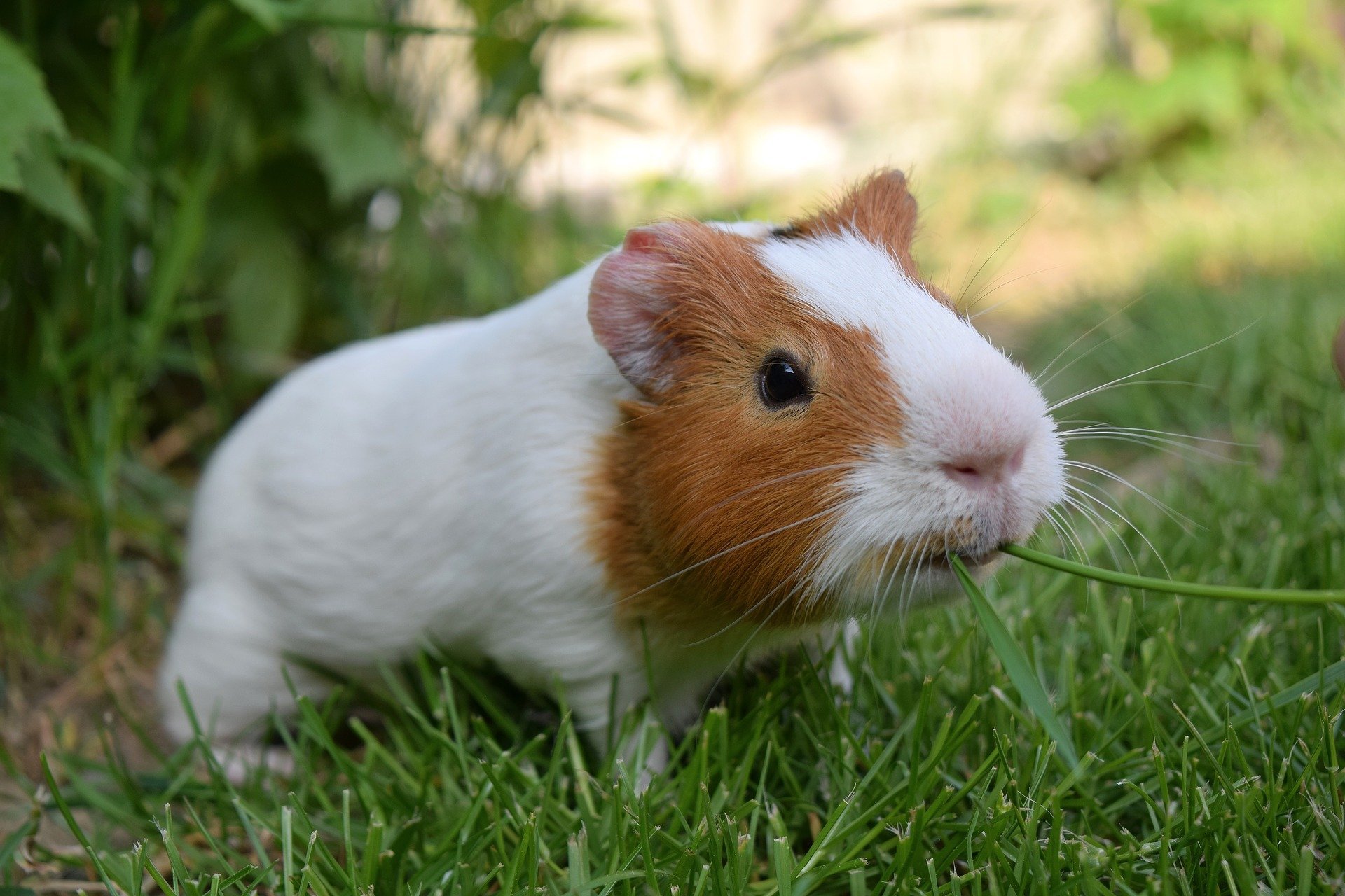 Guinea pig sick not cheap eating