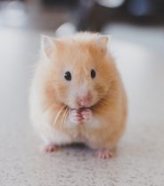 How serious is Wet Tail in hamsters?