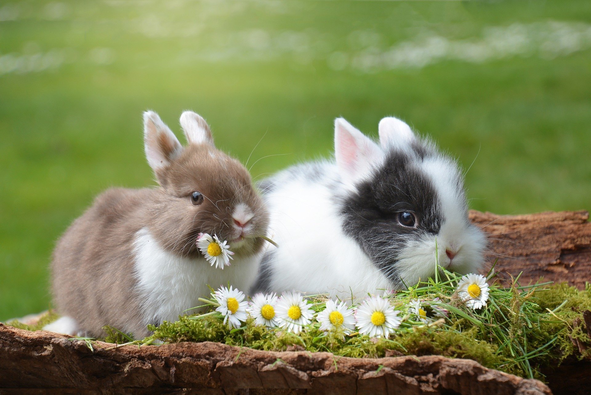 do rabbits get along with dogs