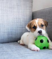 Pet Neutering Implants – Could They Be For My Pets?