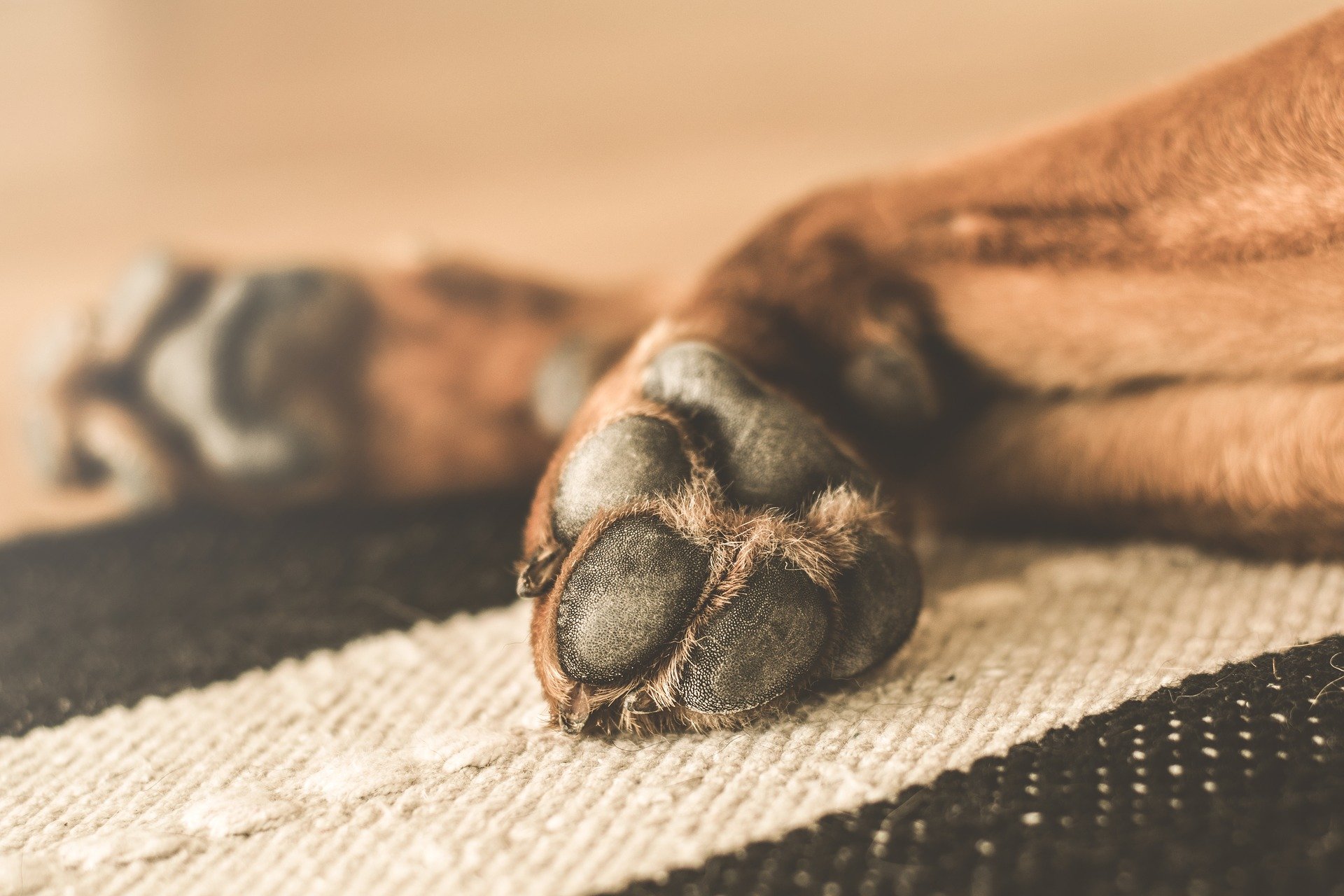 what causes dogs to lick paws