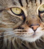 How often should cats’ whiskers be trimmed?