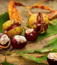 Are conkers toxic for dogs?