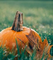 Are pumpkins toxic to hedgehogs?