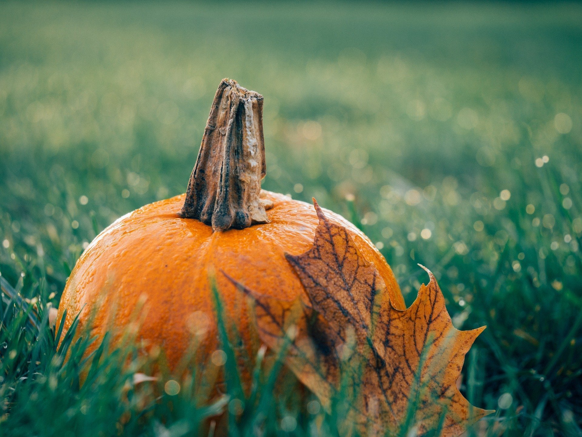 are-pumpkins-toxic-to-hedgehogs-vet-help-direct