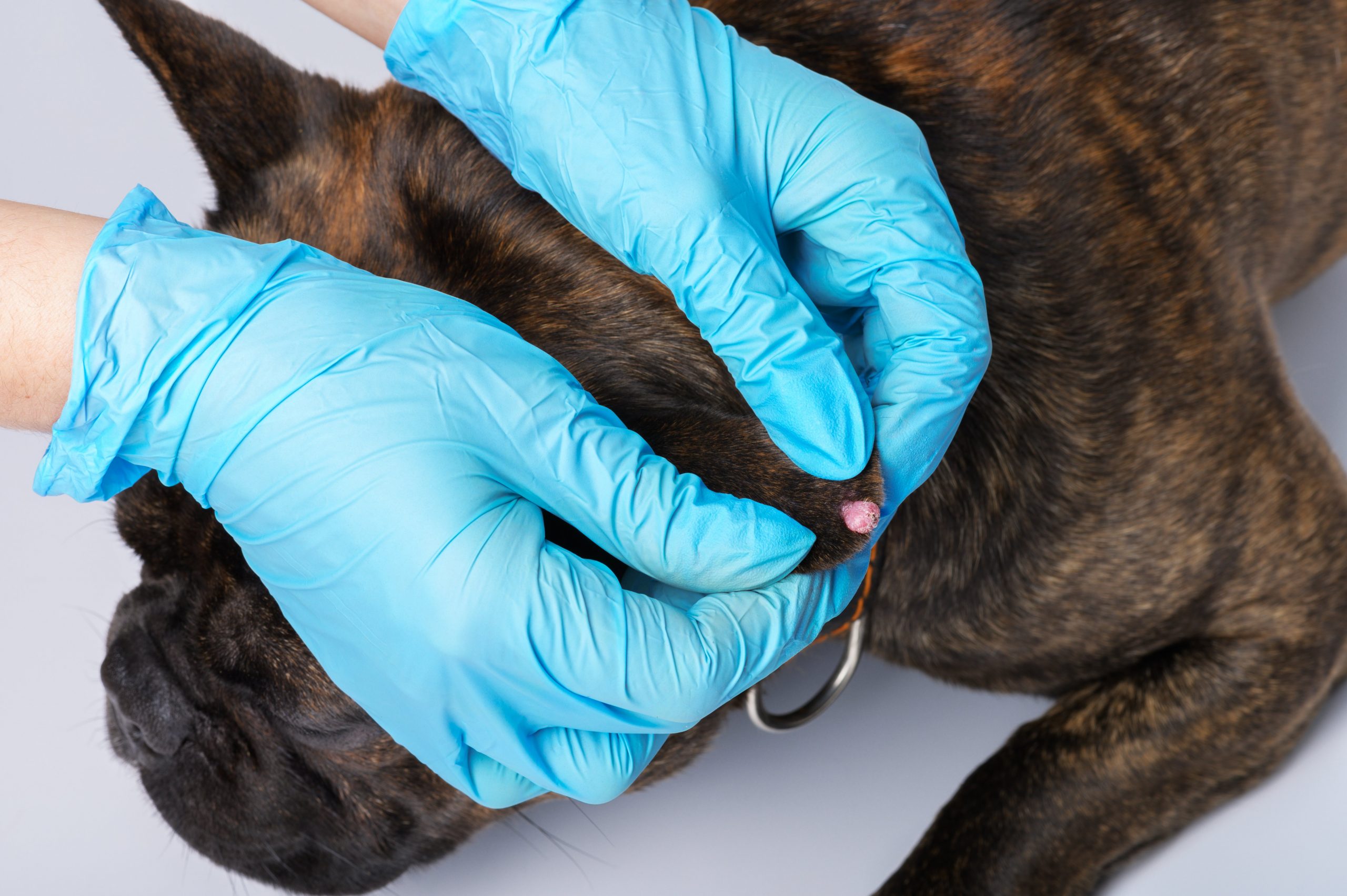 removal of warts on dogs