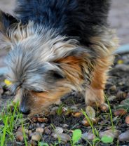 Are acorns poisonous to dogs?