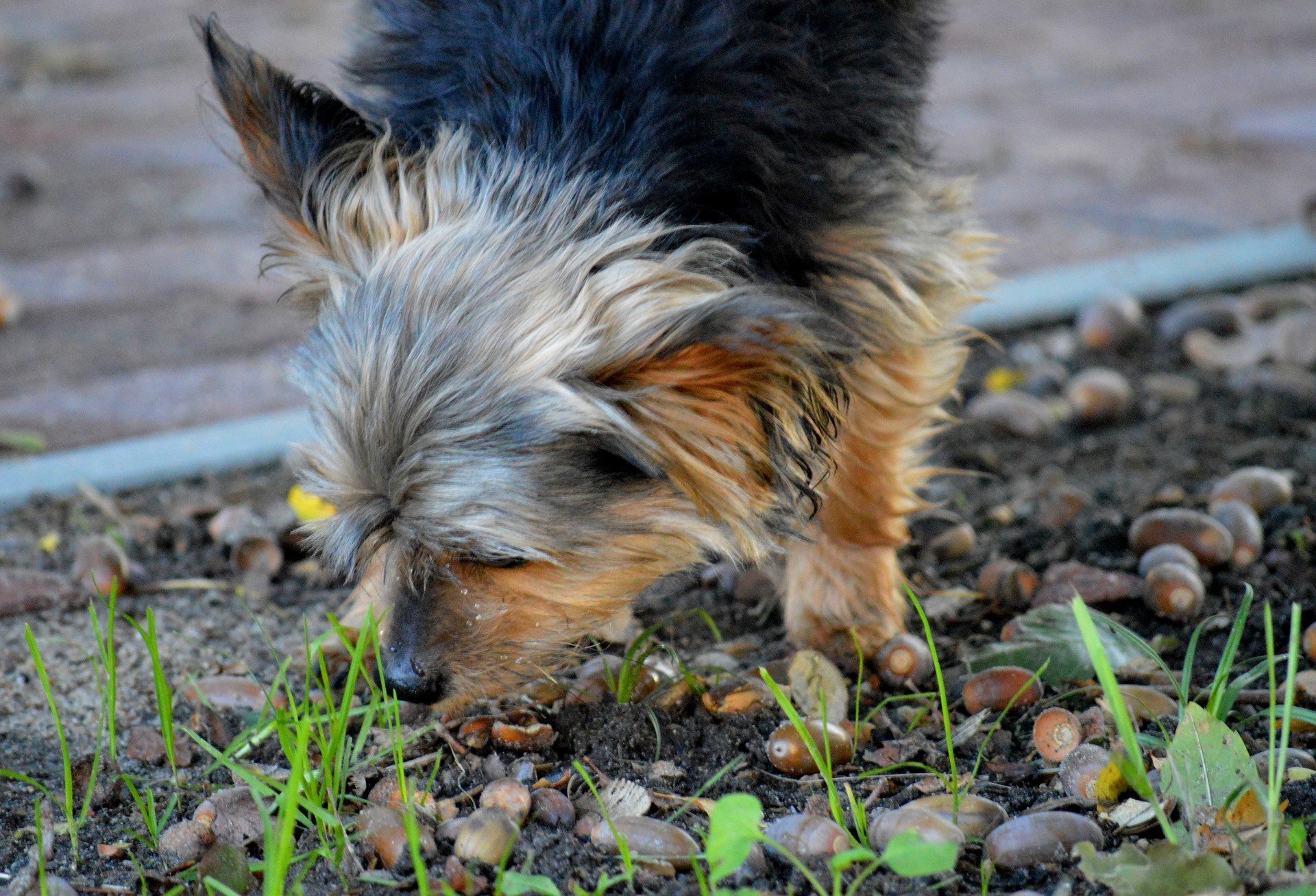 can acorns cause liver problems in dogs