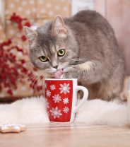 What Christmas Treats Can I Give My Cats?