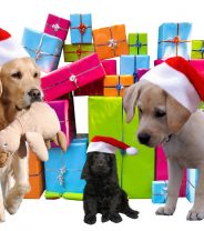 My Doggy Christmas Wish List