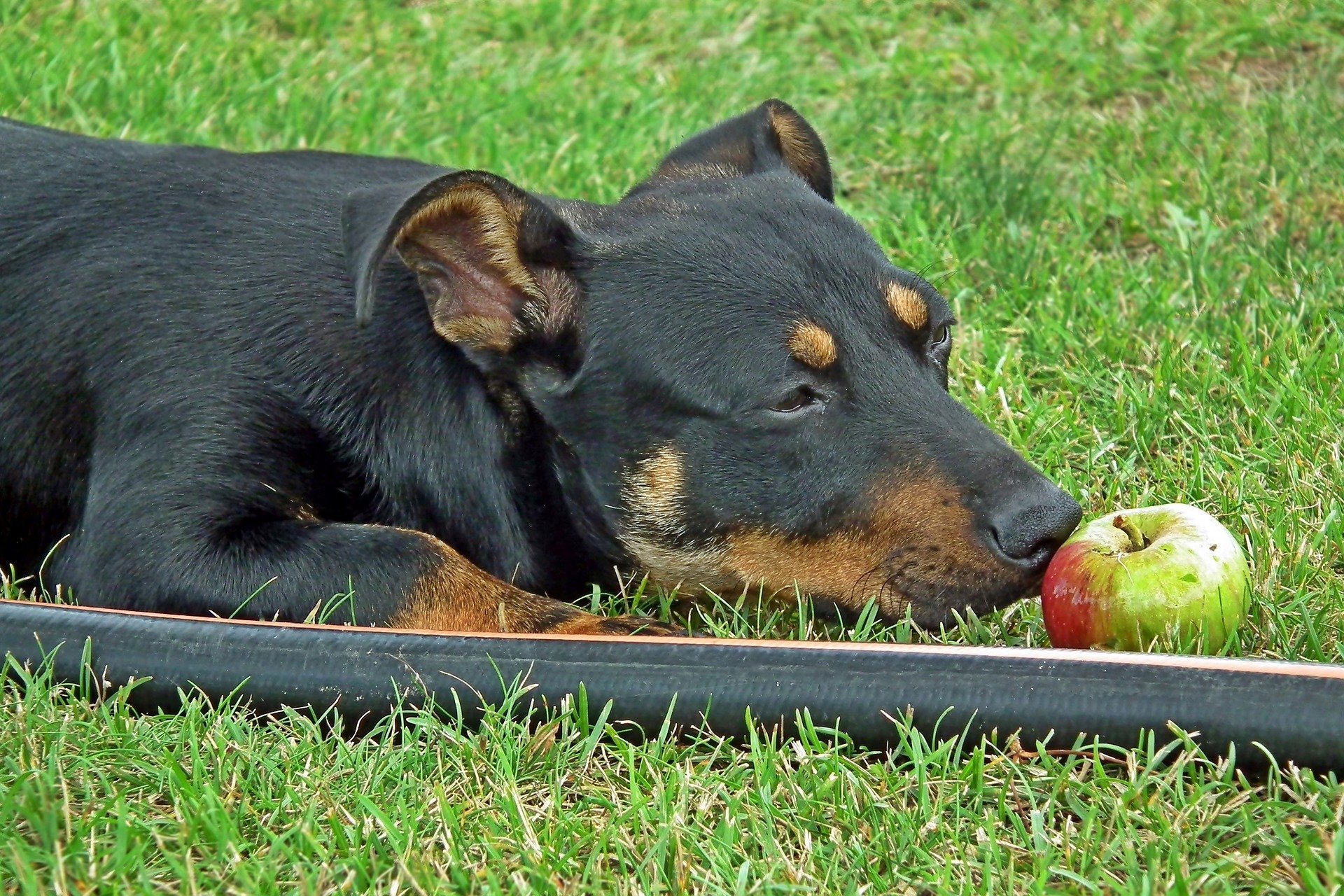 can apples harm dogs