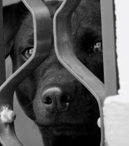 Pandemic Pet Thefts – 5 Ways to Keep Your Dog Safe