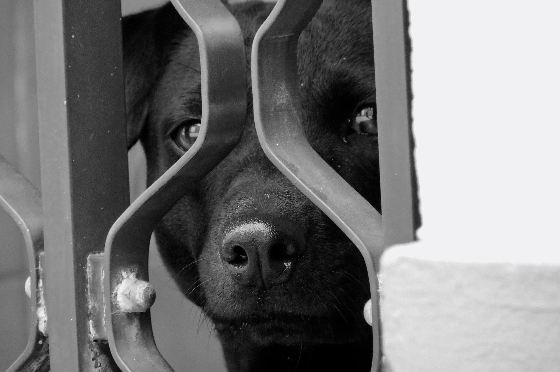 Pandemic Pet Thefts 5 Ways to Keep Your Dog Safe Vet Help Direct