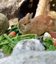 What Should I Feed My Rabbit?