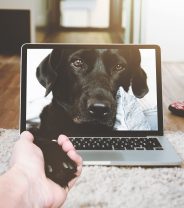 How do video vet appointments work?