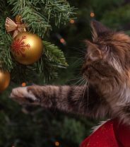 What Christmas decorations are pet-safe?