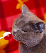 Is candy poisonous to cats?