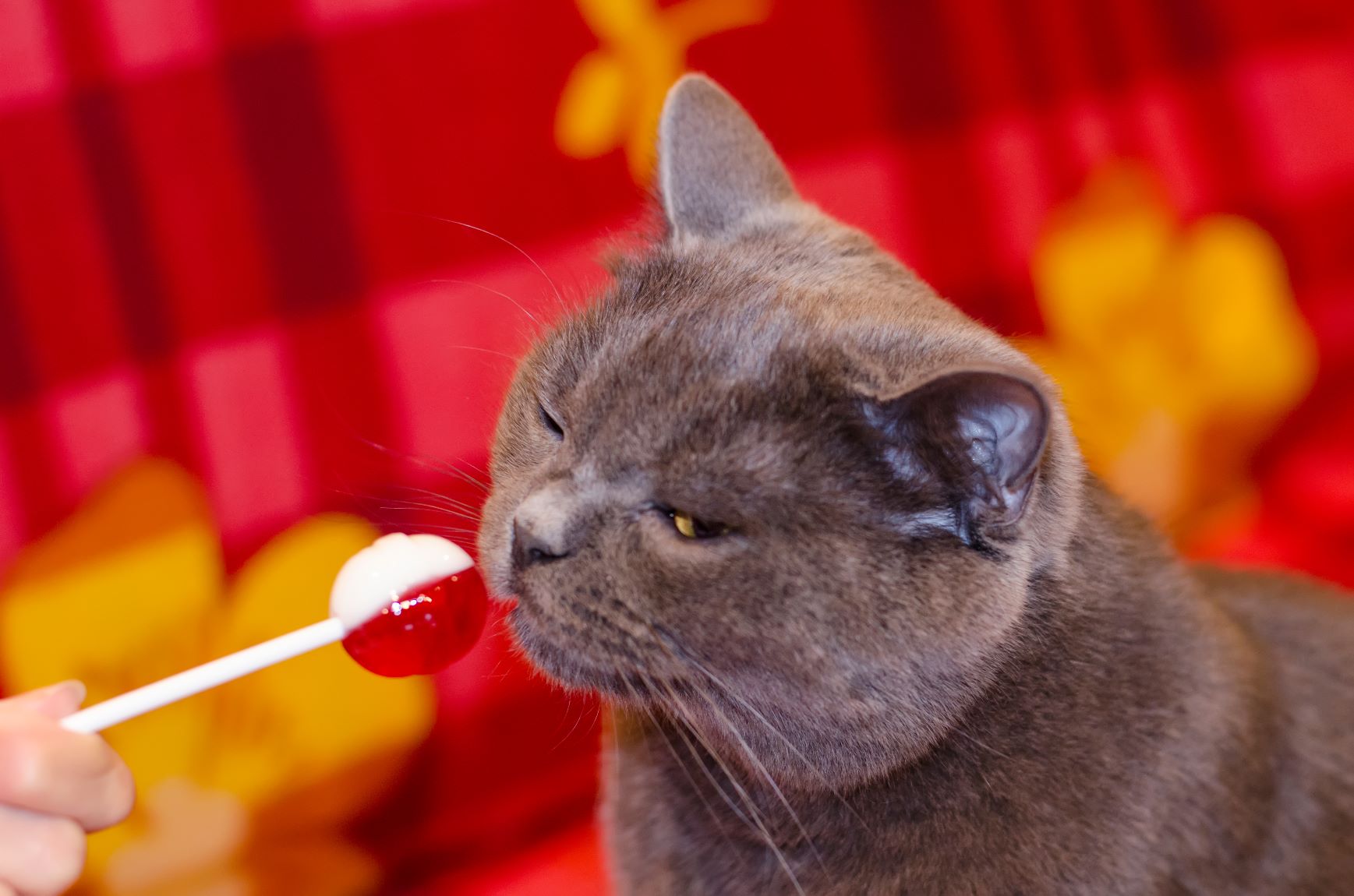 Can cats eat candy?