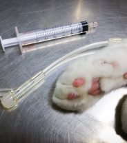 Do cats need enteritis vaccines?