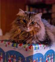 Christmas wish-list for cats