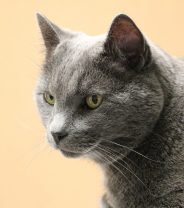 Does your cat have dementia? - A guide for owners of older felines