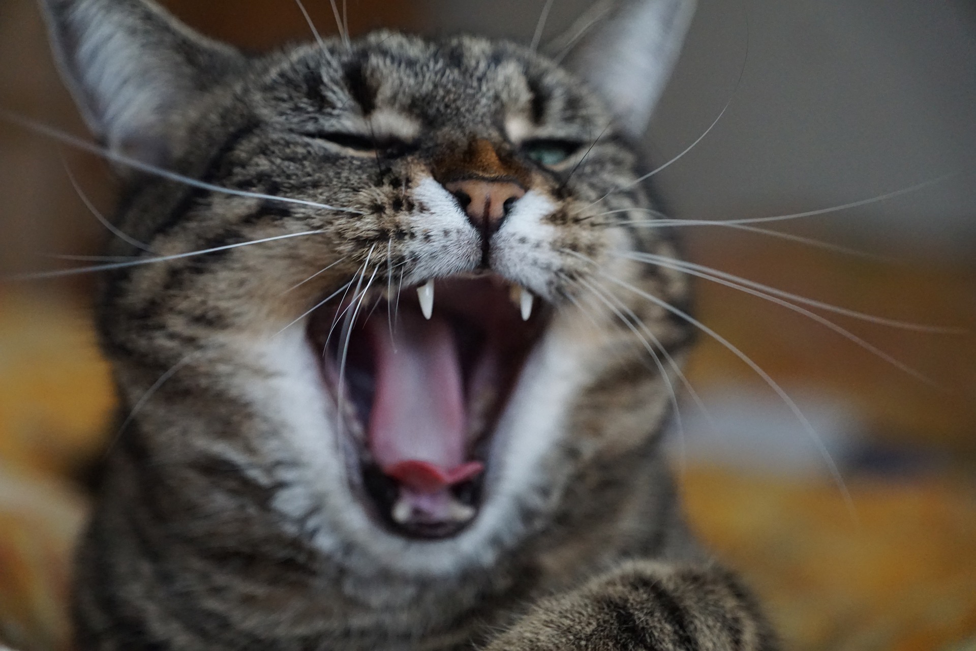 Cat Hissing and Growling? What You Need to Know - The Vets