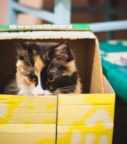 Why do cats like boxes?