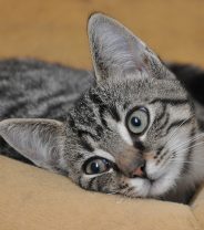 Ask a vet online-‘How often should an 8 week old kitten be using the litter tray’
