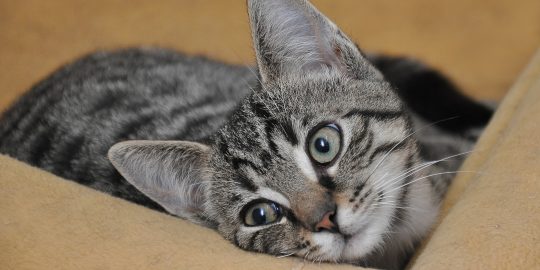 Cat looking suspiciously out of cushion