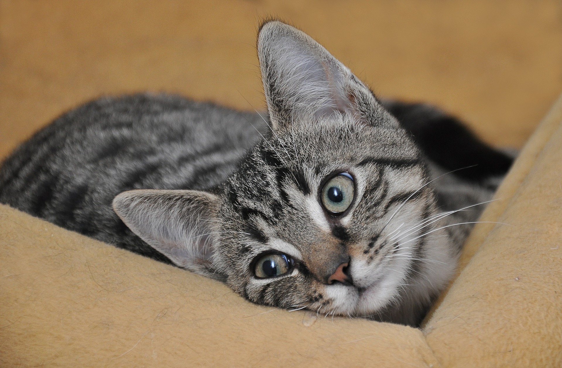 Ask a vet online How often should an 8 week old kitten be using the litter tray Vet Help Direct