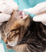 Are cat-friendly vets really a thing?