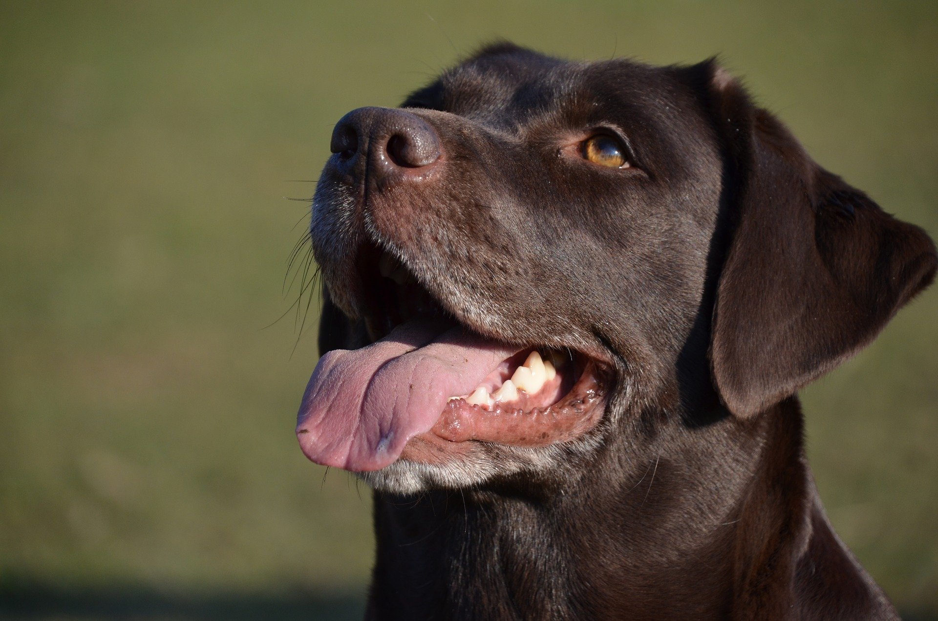 Breath so bad it scares sales dogs away