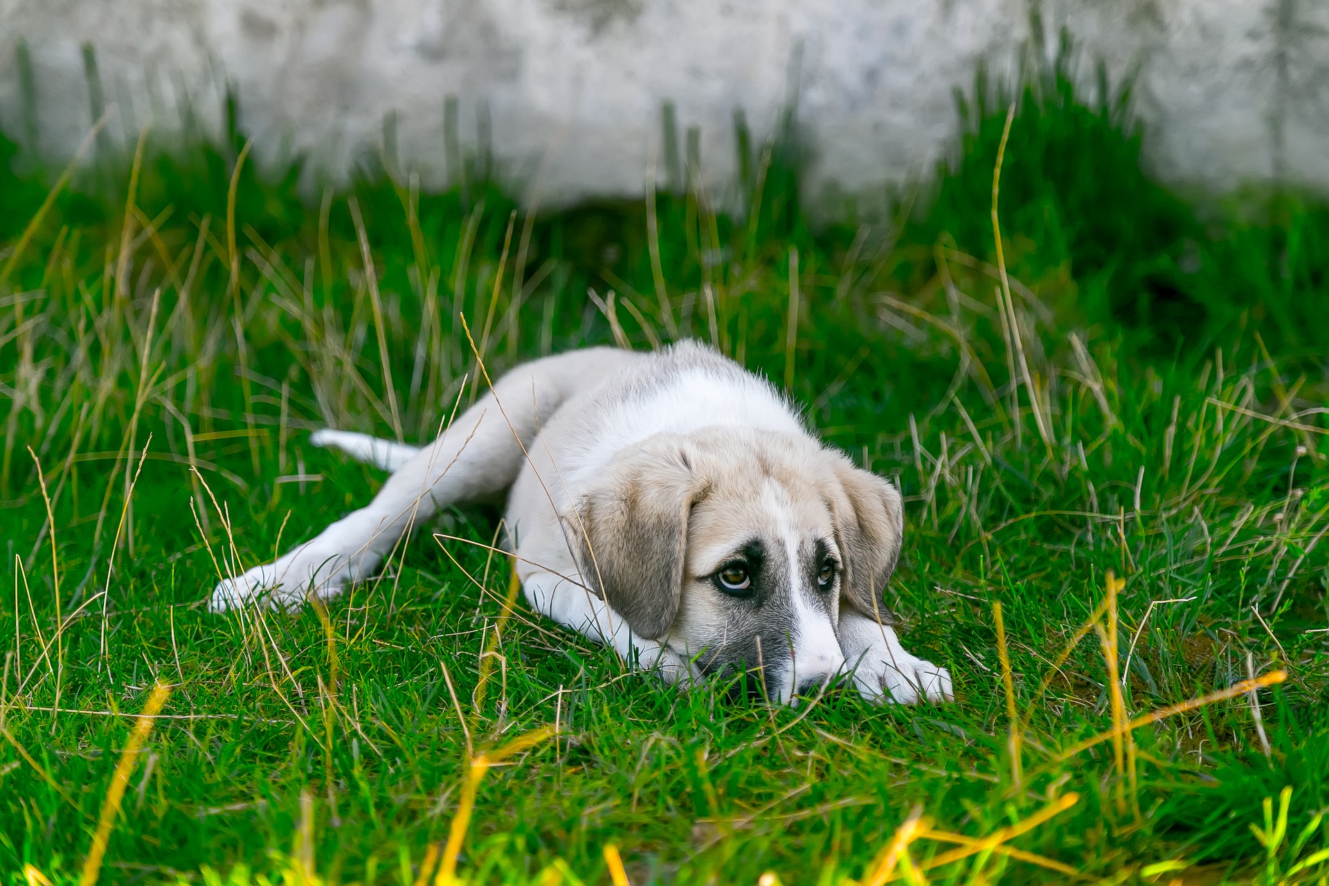 Puppy hyper best sale after neutering