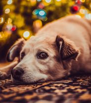 Managing stress in dogs and cats during a COVID-19 Christmas