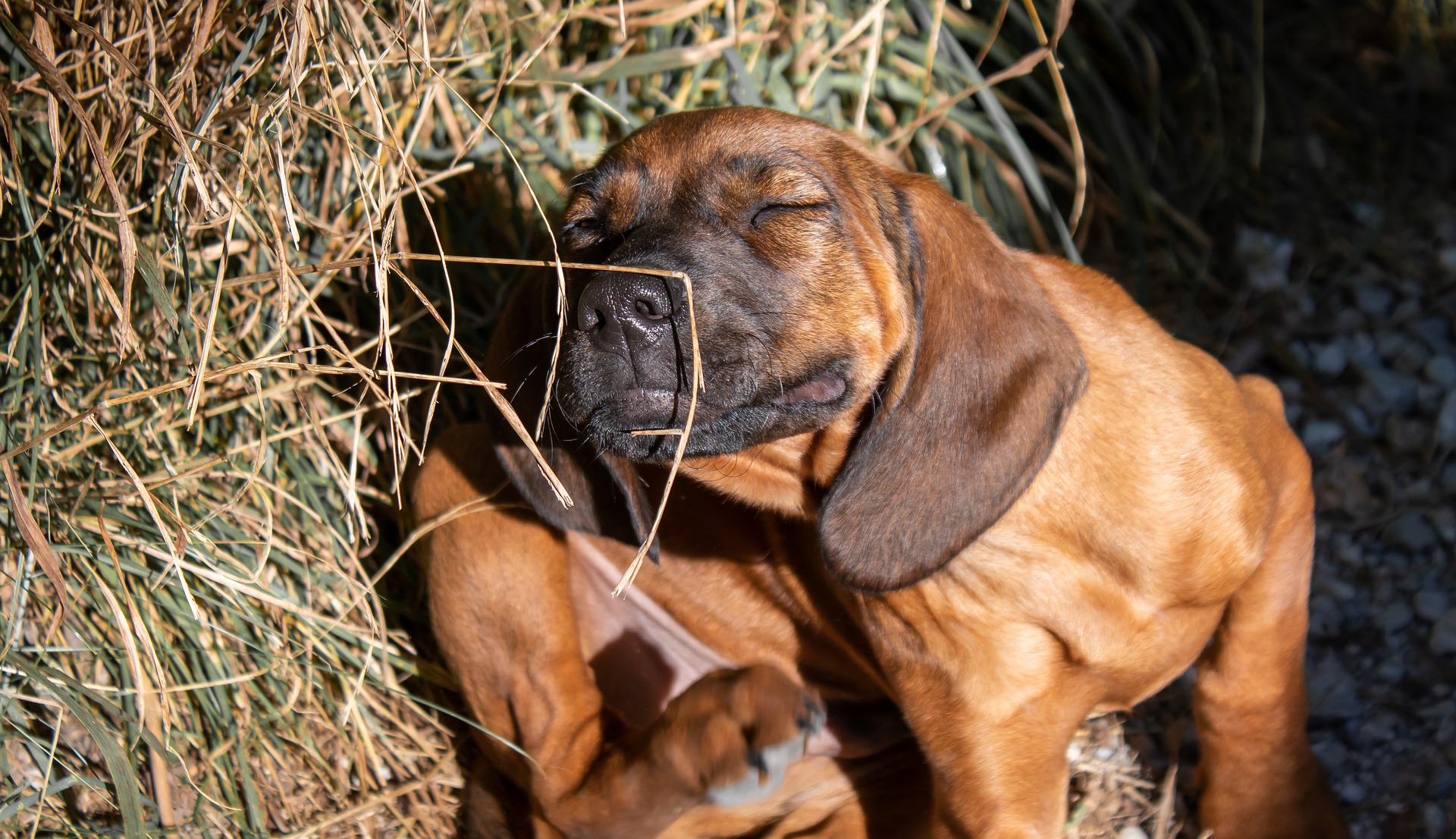 why do dogs like their ears rubbed