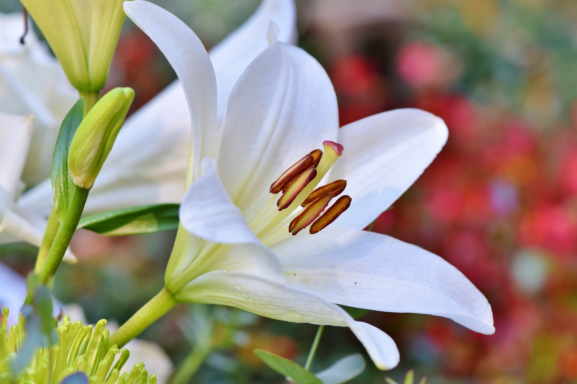 Are Stargazer Lilies Poisonous To Cats And Dogs