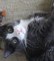 Why Do Cats Like Catnip?