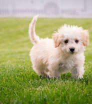 Ask a vet online ‘vet found a soft lump underneath one of my puppies’ - what next?