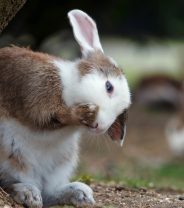 Why do rabbits and rodents eat their poo? The wonderful world of caecotrophy