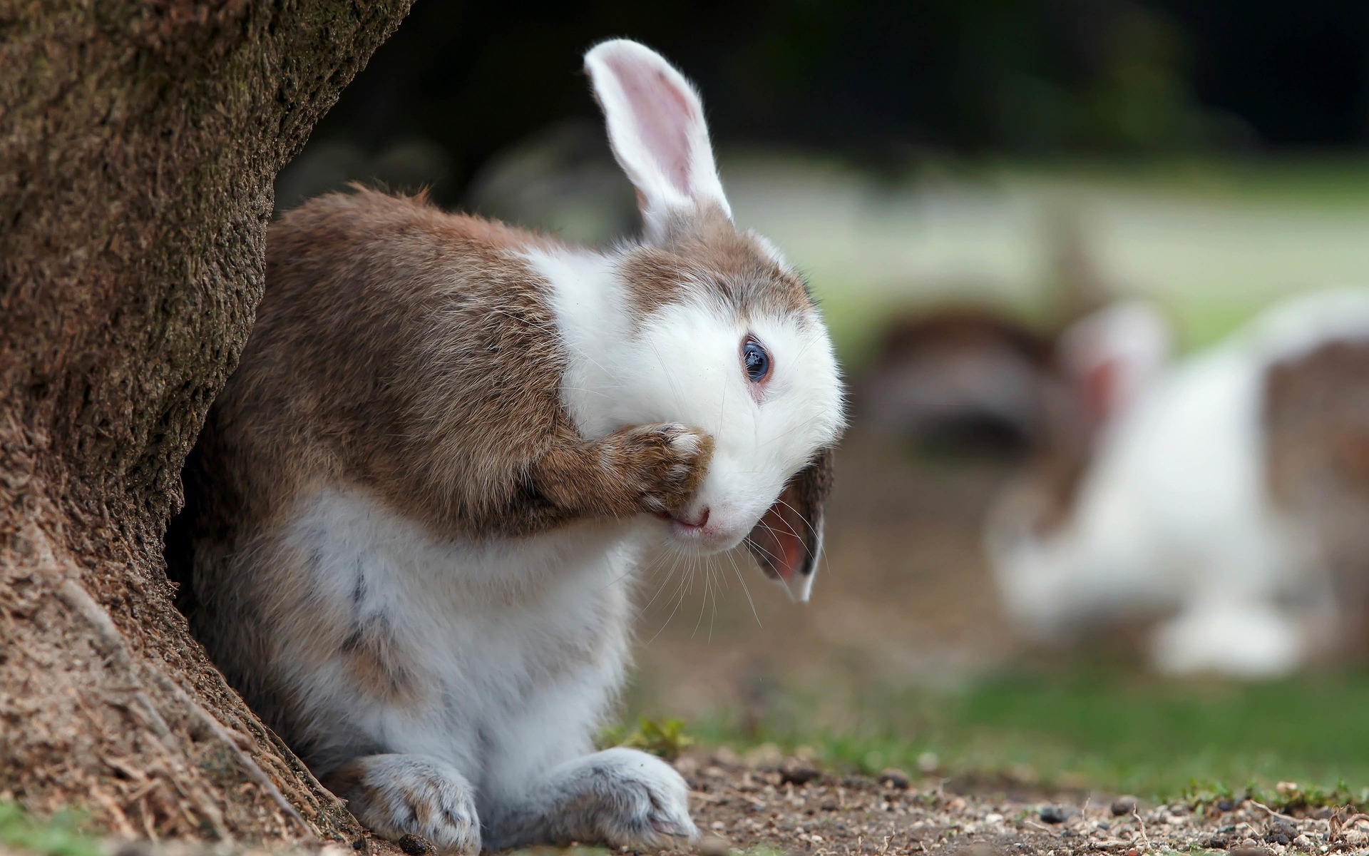 Why Do Rabbits And Rodents Eat Their Poo The Wonderful World Of 