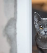 Do vaccines cause cancer in cats?